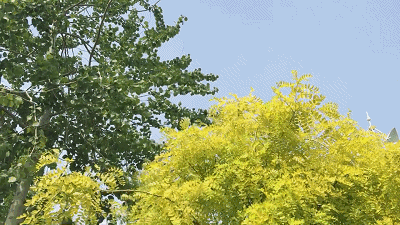 s小姐4.gif
